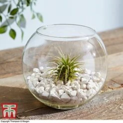 Air Plant Variety Collection -EcoFlora Sales Shop TILL 3492 A7