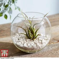 Air Plant Variety Collection -EcoFlora Sales Shop TILL 3492 A8