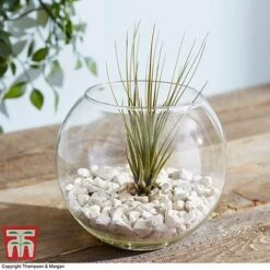 Air Plant Variety Collection -EcoFlora Sales Shop TILL 3492 A9