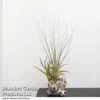 Air Plant Medium Barnacle -EcoFlora Sales Shop TILL BARNACLE T48836