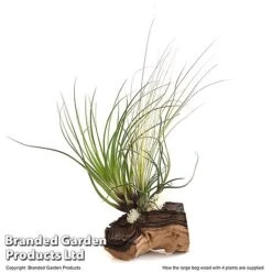 Air Plant On Bog Wood -EcoFlora Sales Shop TILL BOGWOOD4P T48230