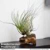 Air Plant On Bog Wood 1 Air Plant On Bog Wood -EcoFlora Sales Shop TILL BOGWOOD4P T48231