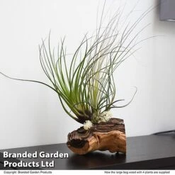 Air Plant On Bog Wood
