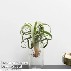 Air Plant (Tillandsia) 'Curly Slim' -EcoFlora Sales Shop TILL CURLYSLIM T49617