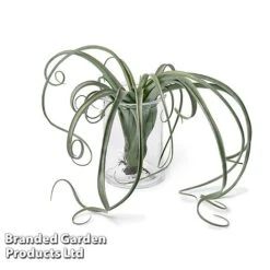 Air Plant (Tillandsia) 'Curly Slim' -EcoFlora Sales Shop TILL CURLYSLIM W48803