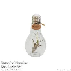 Airplant (Tillandsia) In A Light Bulb (Medium) -EcoFlora Sales Shop TILL LIGHTBULB T49713
