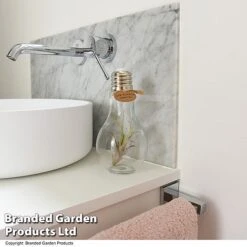 Airplant (Tillandsia) In A Light Bulb (Medium) -EcoFlora Sales Shop TILL LIGHTBULB T49714