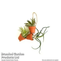 Air Plant Mini Pots On Rope -EcoFlora Sales Shop TILL MINIROPE3 T48839