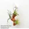Air Plant Mini Pots On Rope -EcoFlora Sales Shop TILL MINIROPE T48840