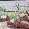 Air Plants (Tillandsia) On Mini Wooden Log -EcoFlora Sales Shop TILL MINIWOODE S45073A