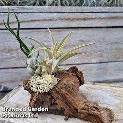 Air Plants (Tillandsia) On Mini Wooden Log -EcoFlora Sales Shop TILL MINIWOODE S45229B