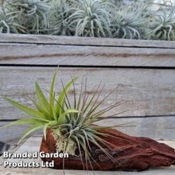 Air Plants (Tillandsia) On Mini Wooden Log -EcoFlora Sales Shop TILL MINIWOODE S45230A