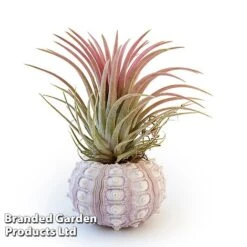 Air Plant (Tillandsia) In Sputnik Sea Urchin -EcoFlora Sales Shop TILL SPUTNIKSE W46925