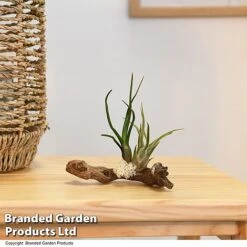 Air Plants (Tillandsia) On Mini Wooden Log -EcoFlora Sales Shop TILL WOODENLOG T47201