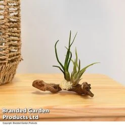 Air Plants (Tillandsia) On Mini Wooden Log -EcoFlora Sales Shop TILL WOODENLOG T47202
