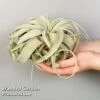 Air Plant (Tillandsia) Xerographica -EcoFlora Sales Shop TILL XEROGRAPH W48804