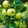 Apple 'Limelight' -EcoFlora Sales Shop TKA1755 APPL 1