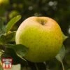 Apple 'Herefordshire Russet' -EcoFlora Sales Shop TKA1839 APPL 1