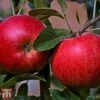 Apple 'Katy' 2 Apple 'Katy' -EcoFlora Sales Shop TKA1845 APPL 1