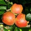 Apple 'Kidd's Orange Red' -EcoFlora Sales Shop TKA1849 APPL 1