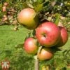 Apple 'Newton Wonder' -EcoFlora Sales Shop TKA1857 APPL 1