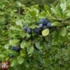 Damson 'Farleigh Damson' -EcoFlora Sales Shop TKA1891 DAMS 1