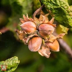 Corylus Avellana 'Twister' -EcoFlora Sales Shop TKA3098 CORY 3