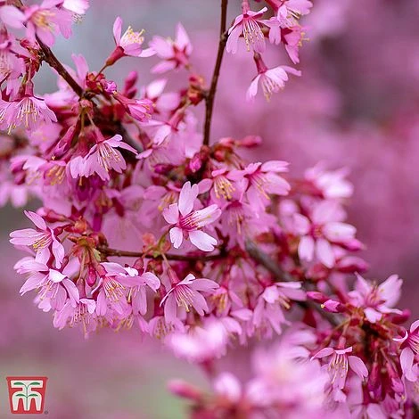 Prunus X Incam 'Okamé' 2 Prunus X Incam 'Okamé'