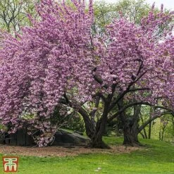 Prunus 'Kanzan' -EcoFlora Sales Shop TKA3402 PRUN 1