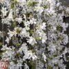 Prunus 'Snow Fountains' 1 Prunus 'Snow Fountains' -EcoFlora Sales Shop TKA3408 PRUN 1
