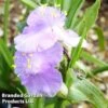 Tradescantia Charlotte -EcoFlora Sales Shop TRAD 64682 A