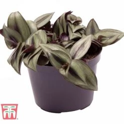 Tradescantia Zebrina 19 Tradescantia Zebrina -EcoFlora Sales Shop TRAD TKA2955 B
