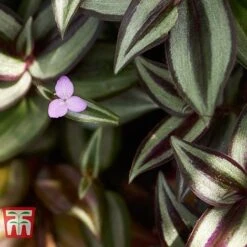 Tradescantia Zebrina 17 Tradescantia Zebrina -EcoFlora Sales Shop TRAD TKA2955 C