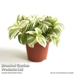 Tradescantia 'Brightness' -EcoFlora Sales Shop TRAD BRIGH12CM T49389