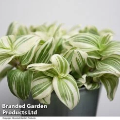 Tradescantia 'Brightness' -EcoFlora Sales Shop TRAD BRIGHTNES T49392