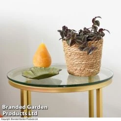 Tradescantia Purple Passion 7 Tradescantia Purple Passion -EcoFlora Sales Shop TRAD PURPPASSI T39010