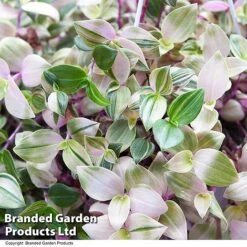 Tradescantia Albilfora 'Tricolor Rosa' -EcoFlora Sales Shop TRAD TRICOLOR T44793