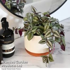 Tradescantia Zebrina