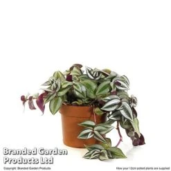 Tradescantia Zebrina 16 Tradescantia Zebrina -EcoFlora Sales Shop TRAD ZEBRI12CM T48398
