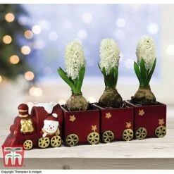 Train Set - Gift -EcoFlora Sales Shop TRAI WGKB7083 A