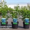 Blueberry 'Bluejay' -EcoFlora Sales Shop VACC BLUEJAY S46106