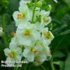 Verbascum Phoeniceum Flush Of White -EcoFlora Sales Shop VERB FLUSHWHIT S38481