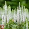 Veronica Spicata 'Snow Candles' 1 Veronica Spicata 'Snow Candles' -EcoFlora Sales Shop VERO KB0133 A