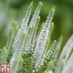 Veronica Spicata 'Snow Candles' -EcoFlora Sales Shop VERO KB0133 C