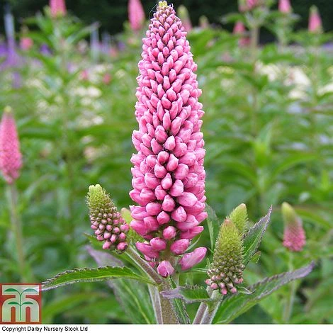 Veronica X Media 'First Love' 7 Veronica X Media 'First Love' -EcoFlora Sales Shop VERO T80341 A