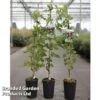 Grape 'Cardinal' -EcoFlora Sales Shop VITI CARDINAL S46110