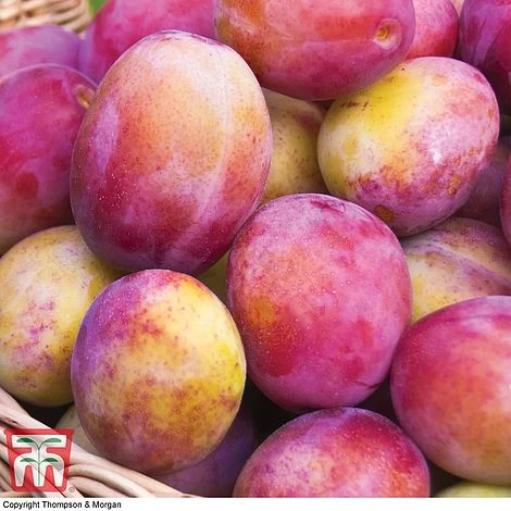 Premium Patio Standard Collection 5 Premium Patio Standard Collection - Image 3