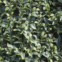 Artificial Laurel Fence 14 Artificial Laurel Fence -EcoFlora Sales Shop WEBG37127