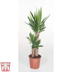 Yucca Elephantipes -EcoFlora Sales Shop YUCC TKA2956 B