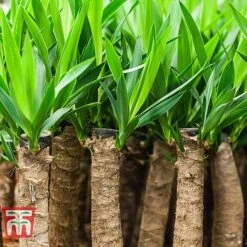 Yucca Elephantipes -EcoFlora Sales Shop YUCC TKA2956 D